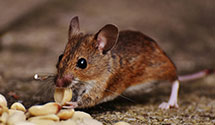 24 Hour & Emergency Exterminators in Maxey, CO